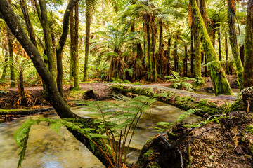 Redwoods Forest, Rotorua