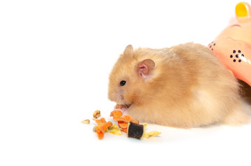 syrian hamster isolated on white