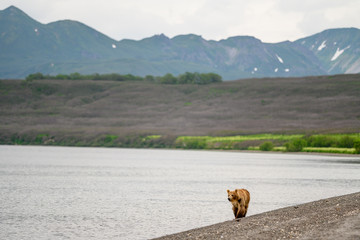 Ruling the landscape, brown bears of Kamchatka (Ursus arctos beringianus)