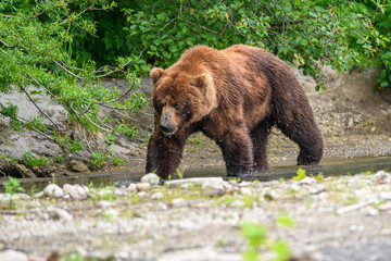 Fototapeta premium Ruling the landscape, brown bears of Kamchatka (Ursus arctos beringianus)