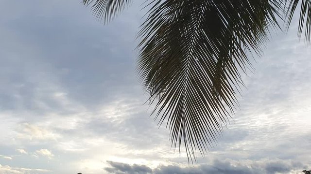 coconut palm tree windy on clouds sky background