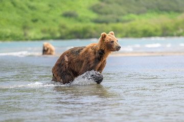 Ruling the landscape, brown bears of Kamchatka (Ursus arctos beringianus)