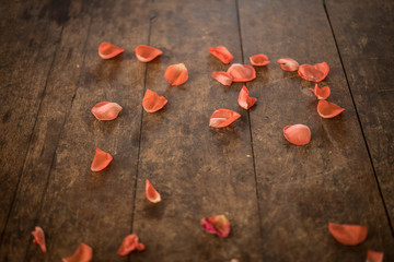 scattered rose petals