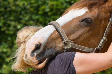 physical therapy for horse, Exercise and regeneration for horses, woman is working with horse for...