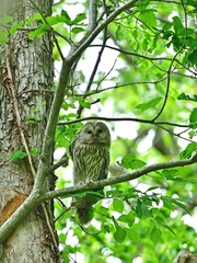 表情豊かで可愛いエゾフクロウ＠北海道