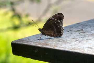 Fototapeta na wymiar Blue-banded Eggfly on rustic table near Kuranda in Tropical North Queensland, Australia