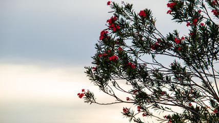 Red flowers on the tree of sky