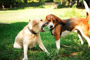 Two agressive dogs. Dog attack. Labrador and beagle fighting outdoors.