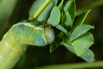 close up of a green caterpillar