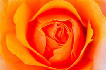 Orange roses blurred with blurred pattern background