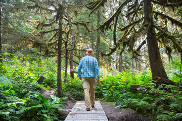 Boardwalk in the forest