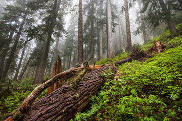 Fog in the forest