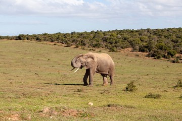 Elephant in South Africa 