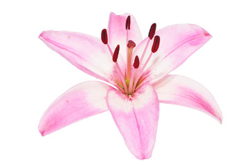 Beautiful delicate pink Lily on isolated background