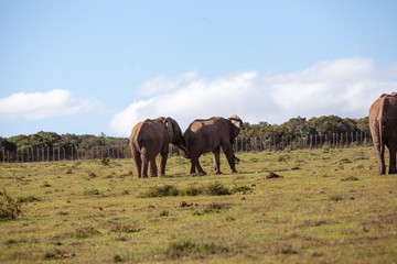 Fototapeta na wymiar Elephant in South Africa 