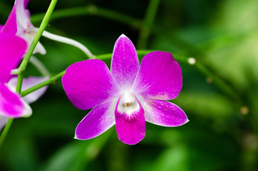 Purple orchid blurred with blurred pattern background