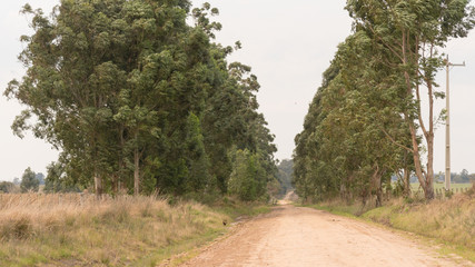 Fototapeta na wymiar The road amid eucalyptus trees 01