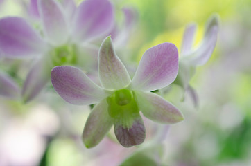 Purple orchid blurred with blurred pattern background