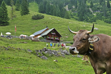 Kuh und Wanderer vor Alpe, Berghütte in den Alpen