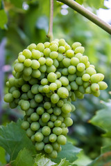 not ripe grapes with green leaves on the vine. Fresh fruits. Vertical orientation