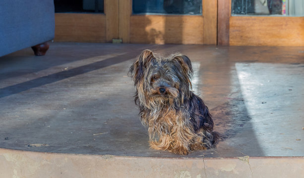 A scruffy small black and tan dog sits at the top step to the front door of a house image with copy space
