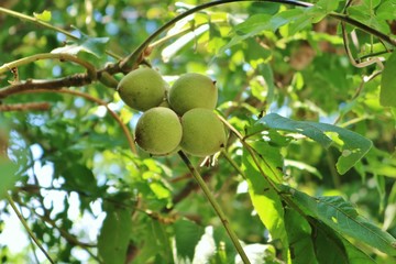 くるみ　木　実　青い実　杤木　夏