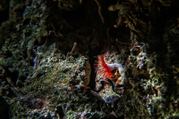 Serpula worm