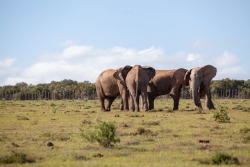 Elephant in South Africa 