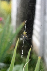 A spider is repairing a torn web. Latka on the web.