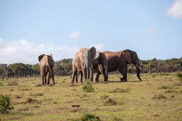 Obraz na płótnie Canvas Elephant in South Africa 