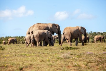 Naklejka na ściany i meble Elephant in South Africa 