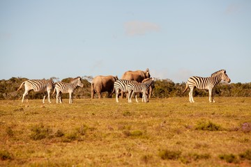Fototapeta na wymiar South African zebra grazing