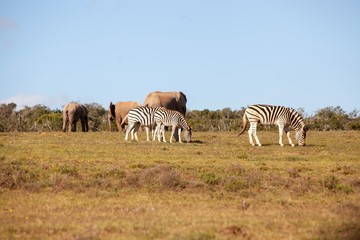 Fototapeta na wymiar South African zebra grazing