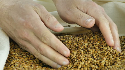 Close-up top grade malt poured into a bag for drying and making dark craft beer at a private...