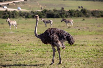 Naklejka premium South African ostrich 