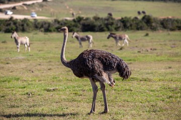 South African ostrich 