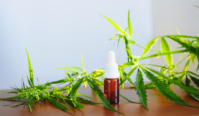 Cannabidiol CBD oil with a pipette on background of marijuana, hemp oil extracts in jar. Medical marijuana products including cannabis leaf, alternative medicine