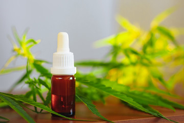 Cannabidiol CBD oil with a pipette on background of marijuana, hemp oil extracts in jar. Medical...