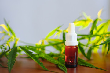 Cannabidiol CBD oil with a pipette on background of marijuana, hemp oil extracts in jar. Medical...