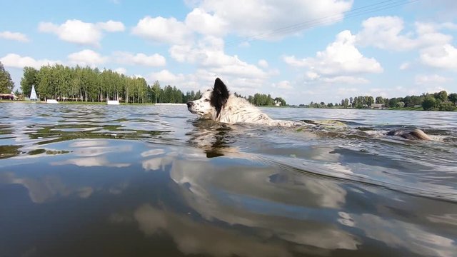 Dog with black ears swims in the river on a sunny summer day. Slow motion.