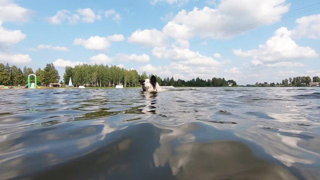 Dog with black ears swims in the river on a sunny summer day. Slow motion.