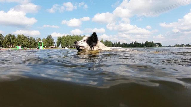 Black leash in dog's teeth. Slow motion of floating in the river.