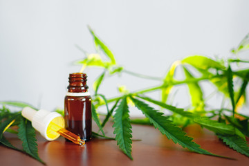 Cannabidiol CBD oil with a pipette on background of marijuana, hemp oil extracts in jar. Medical marijuana products including cannabis leaf, alternative medicine