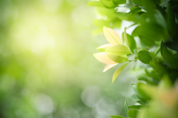 Nature of green leaf in garden at summer. Natural green leaves plants using as spring background cover page greenery environment ecology wallpaper