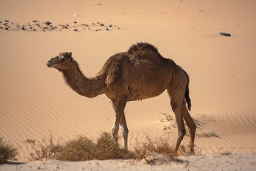 A one hump Dromedary camel (camelus dromedarius) in the Sinai desert, Egypt