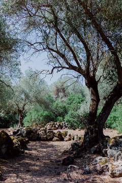 Oliven bei Santa Cristina