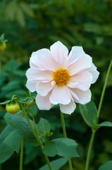 Sydney Australia, pastel pink dahlia flower in garden