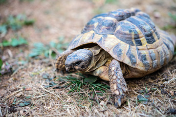 turtle in front of white background