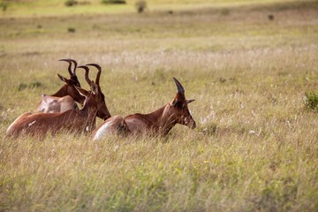 South African antelope 