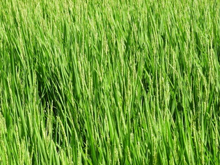 夏の稲穂
